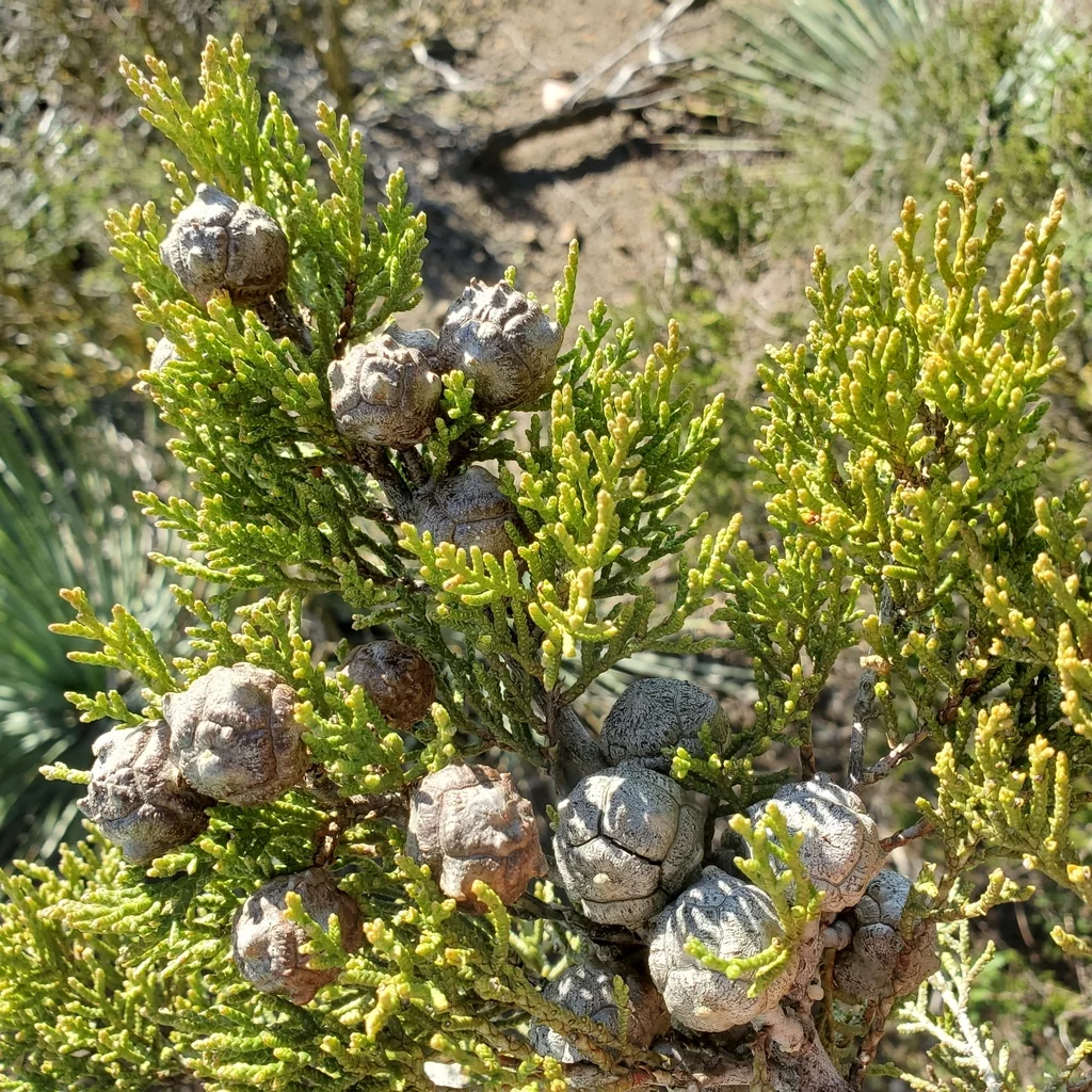 Hesperocyparis Forbesii