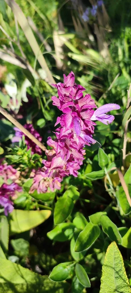 Salvia Canariensis