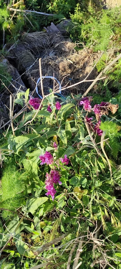 Salvia Canariensis