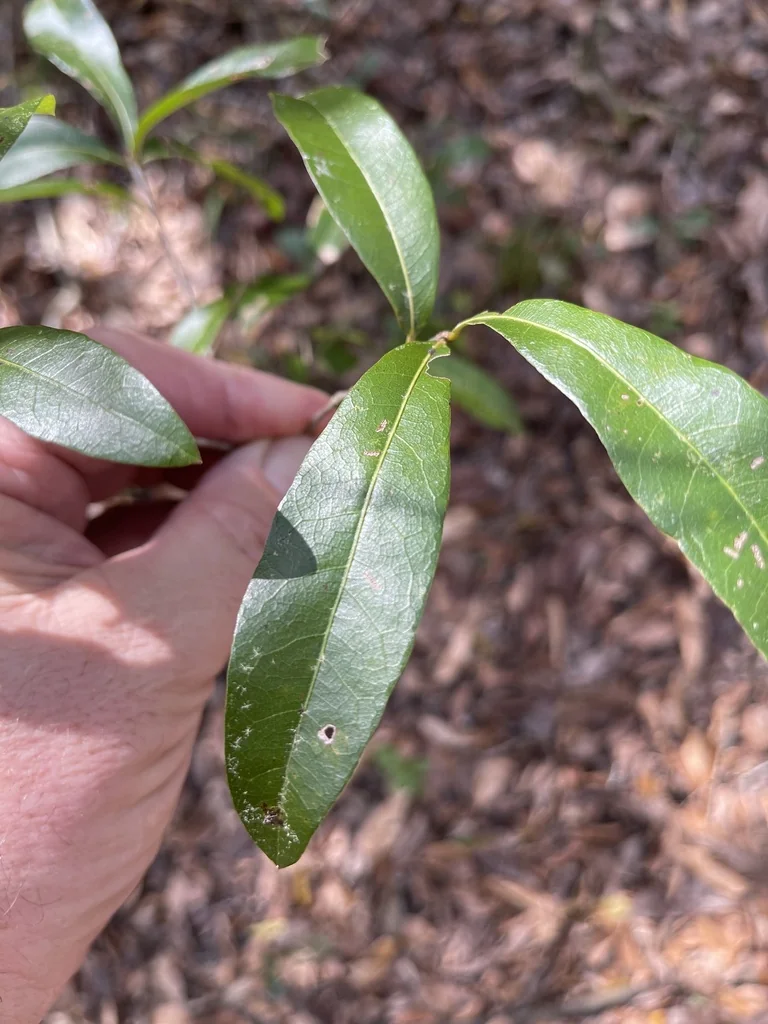 Quercus laurifolia