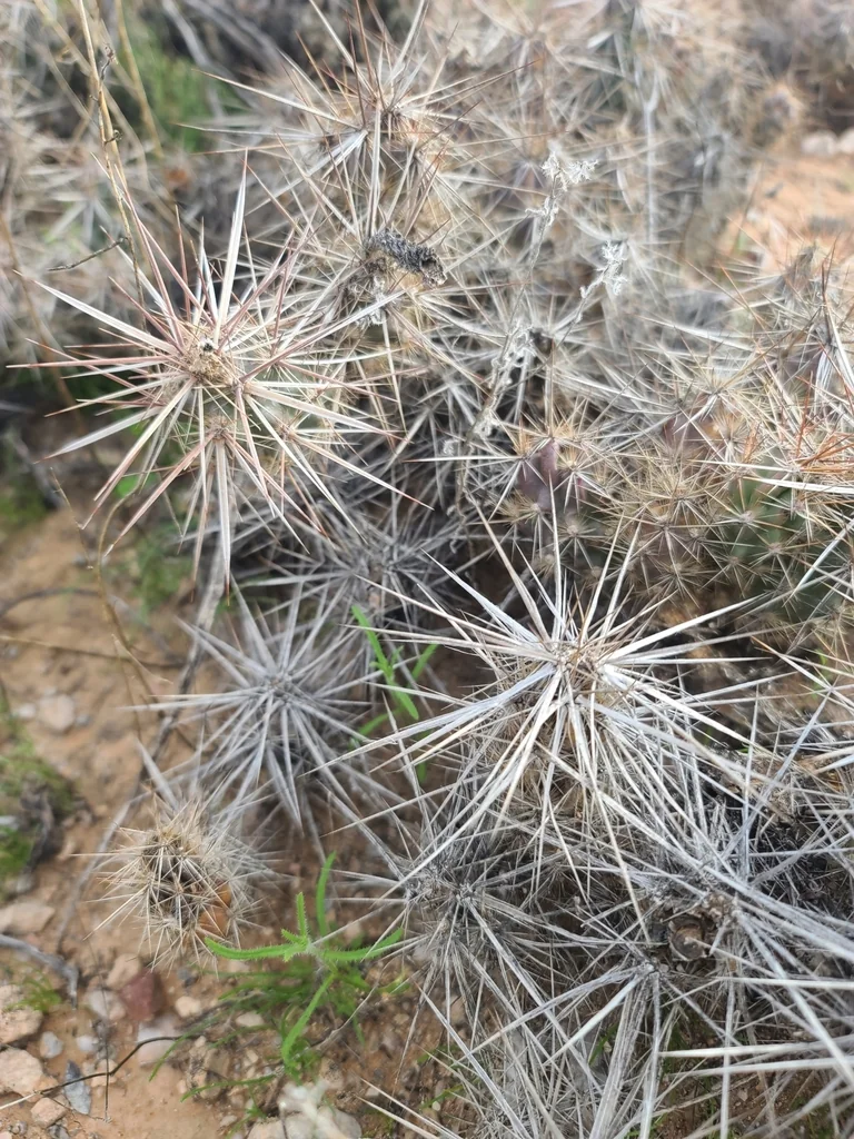 Grusonia Kunzei