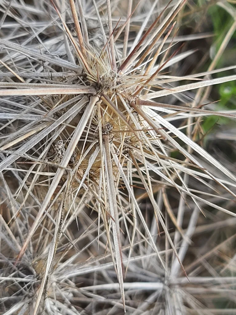 Grusonia Kunzei