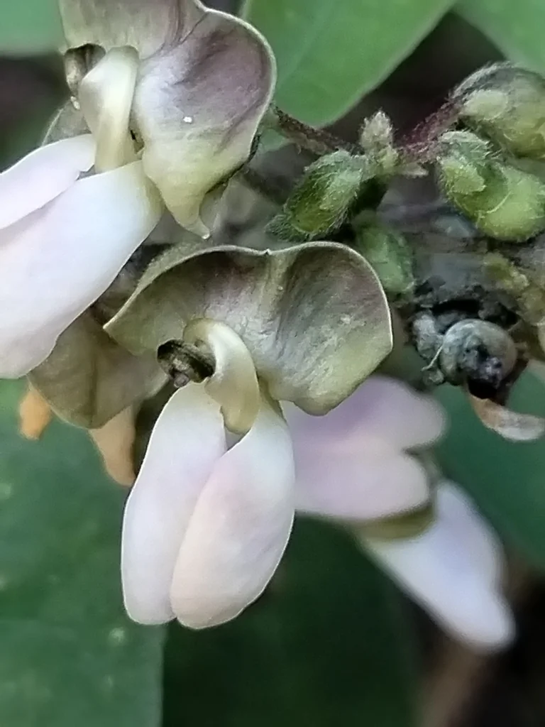 Phaseolus Lunatus