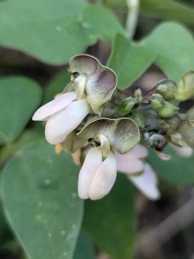 Phaseolus Lunatus