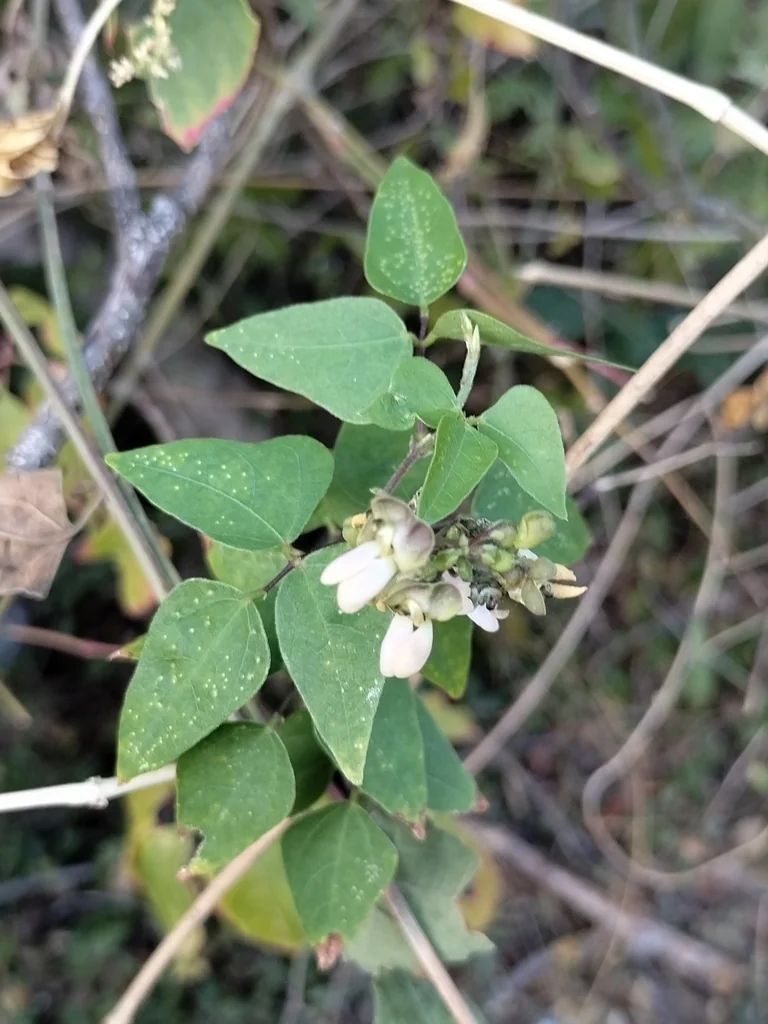 Phaseolus Lunatus