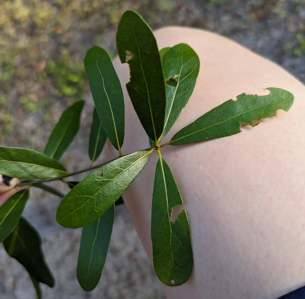 Quercus laurifolia