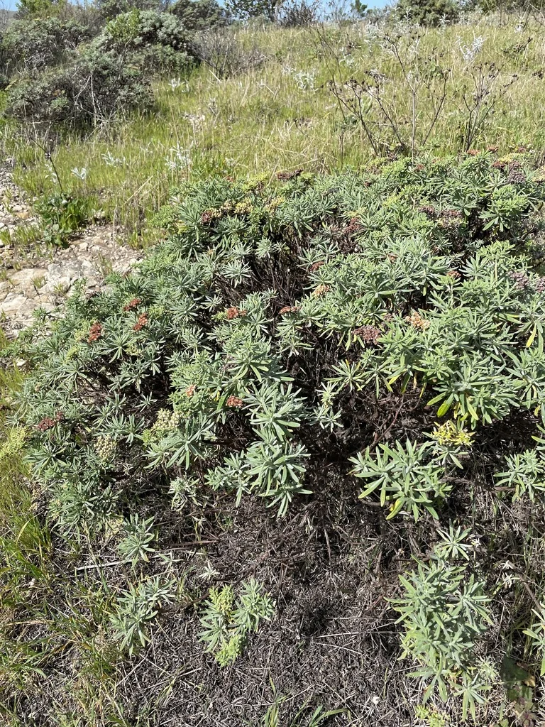 Eriogonum Arborescens