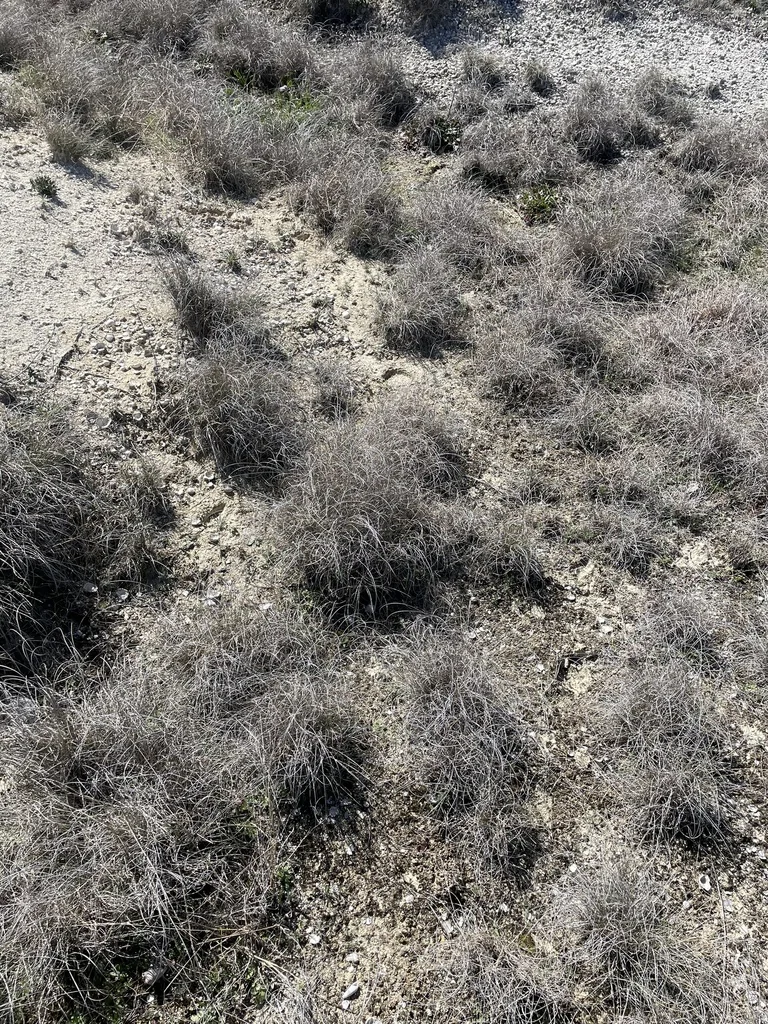 Muhlenbergia Reverchonii