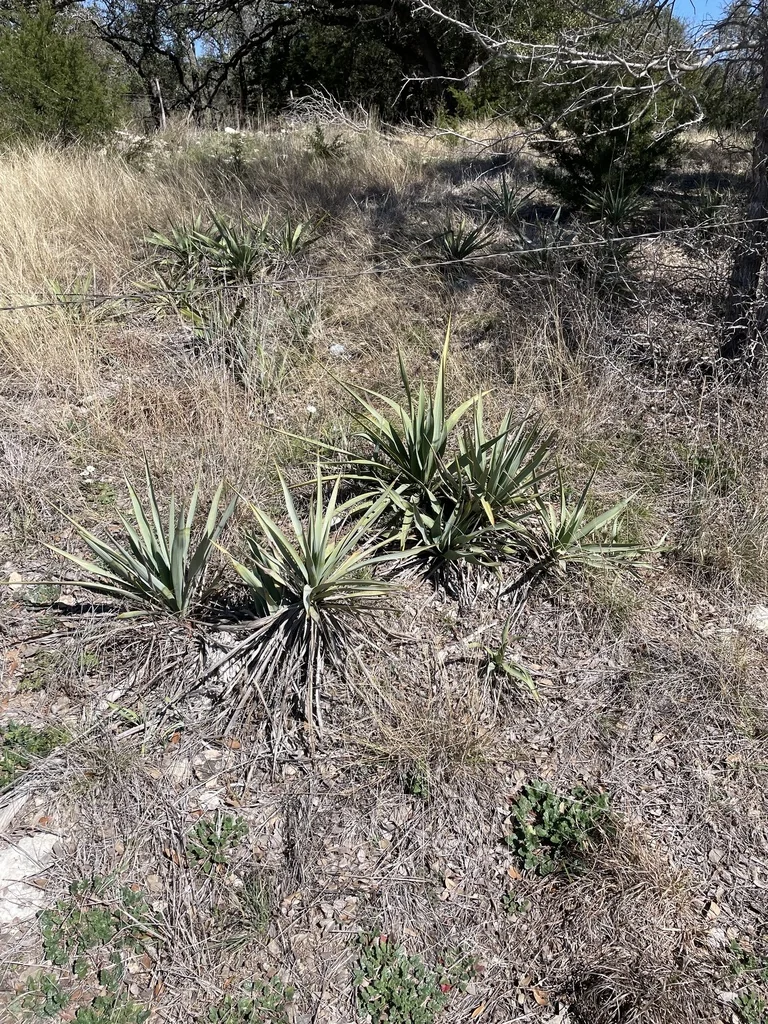 Yucca Pallida