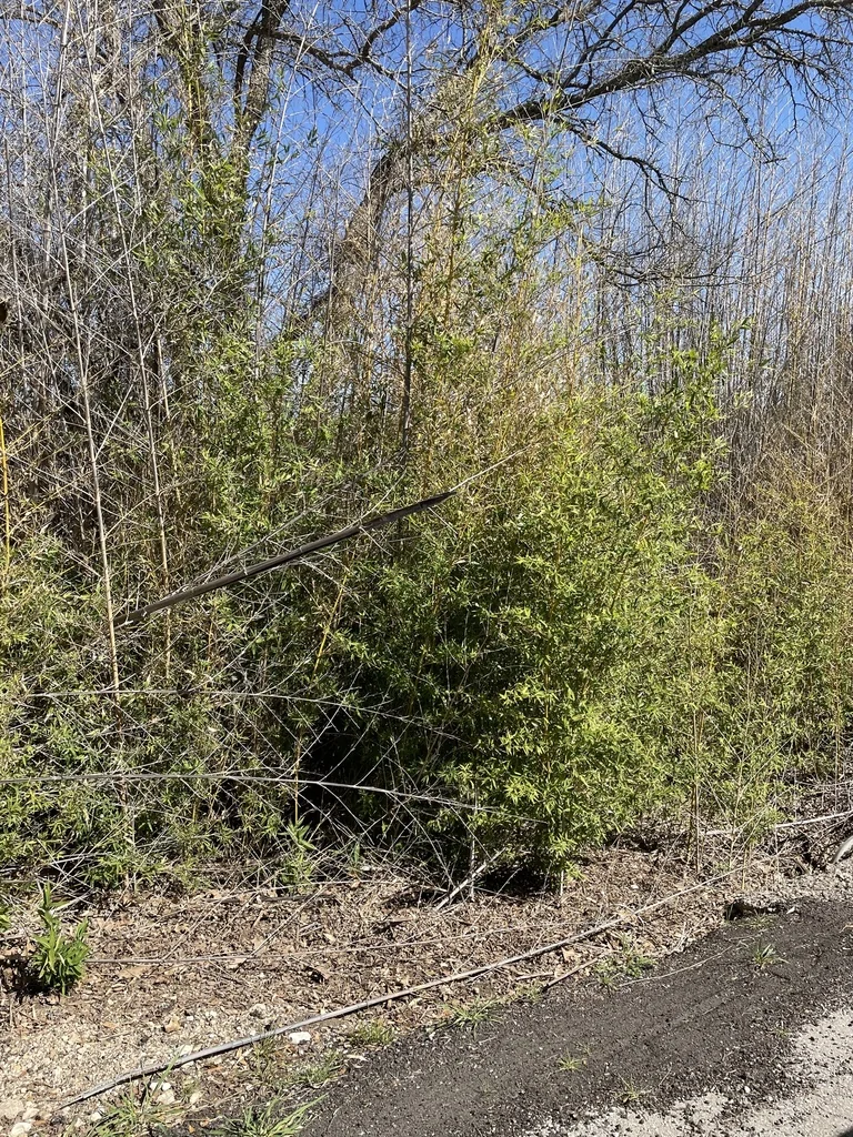 Phyllostachys Aurea