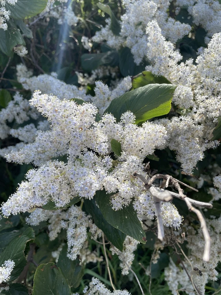 Ceanothus Arboreus