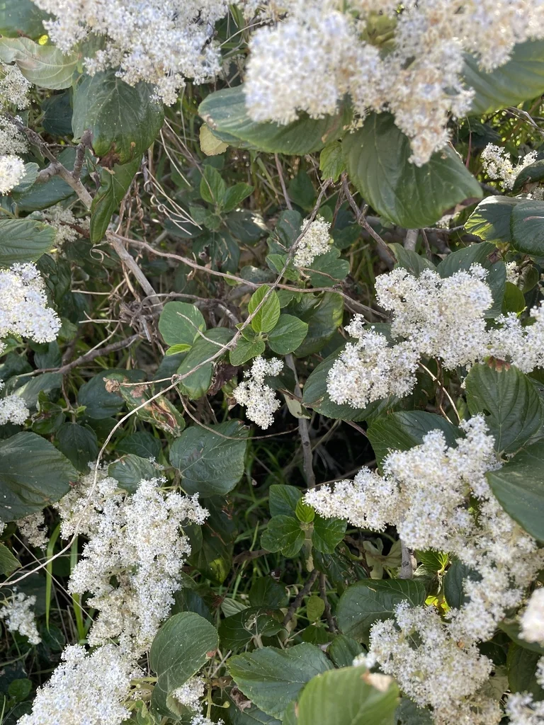 Ceanothus Arboreus