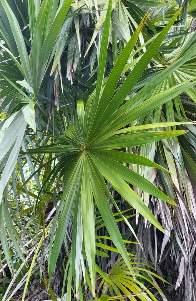 Leucothrinax Morrisii