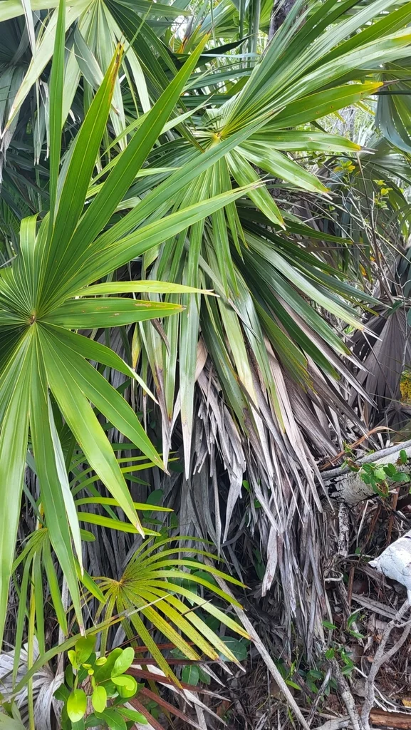 Leucothrinax Morrisii