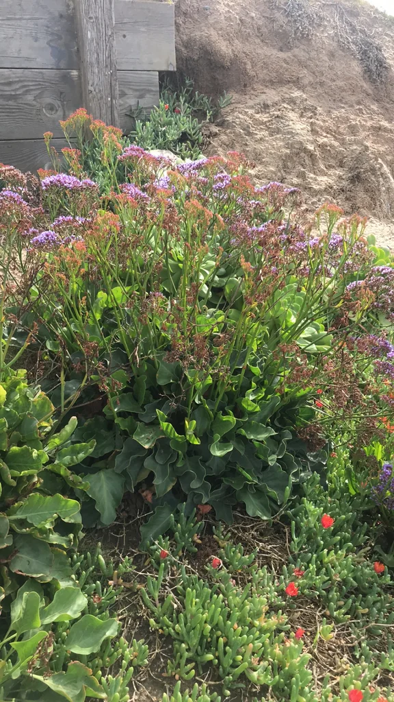 Limonium Perezii