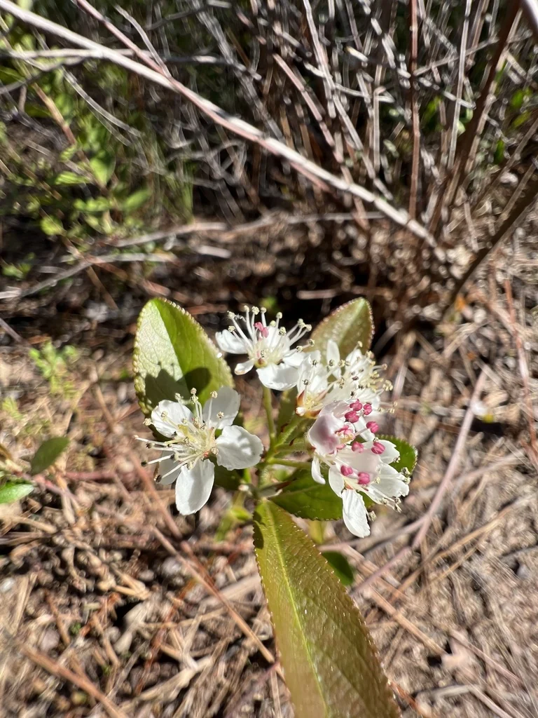 Aronia Arbutifolia