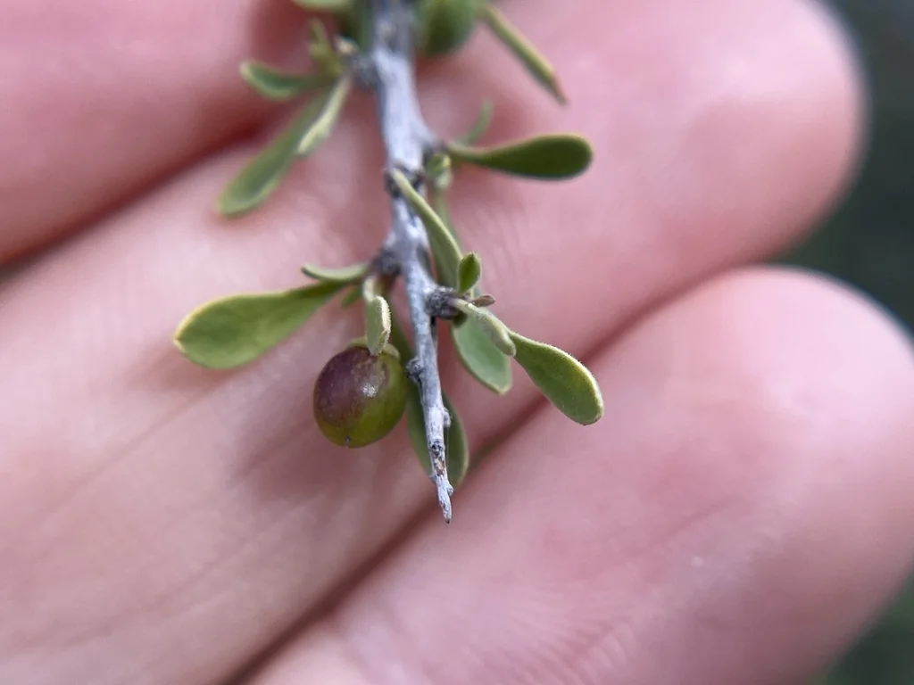 Condalia Globosa