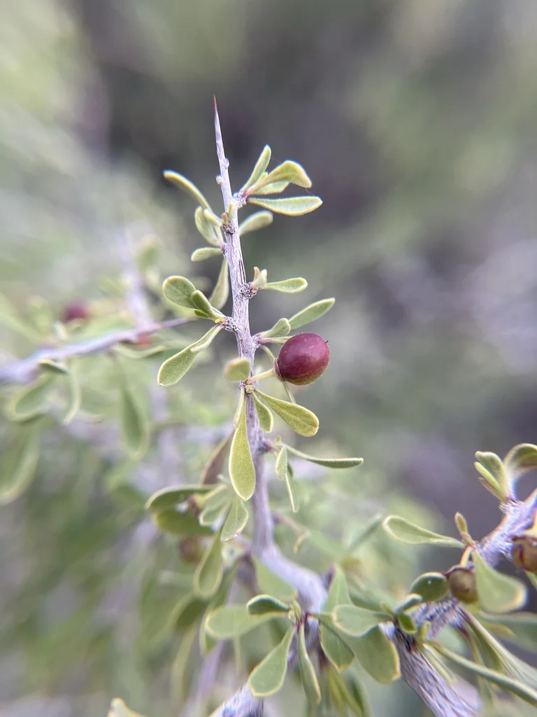 Condalia Globosa