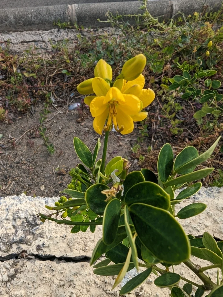 Senna Bicapsularis