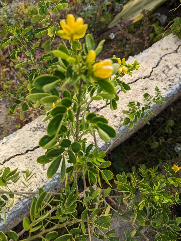 Senna Bicapsularis