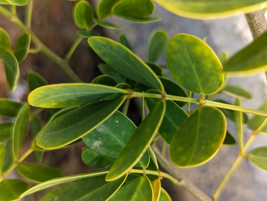Senna Bicapsularis