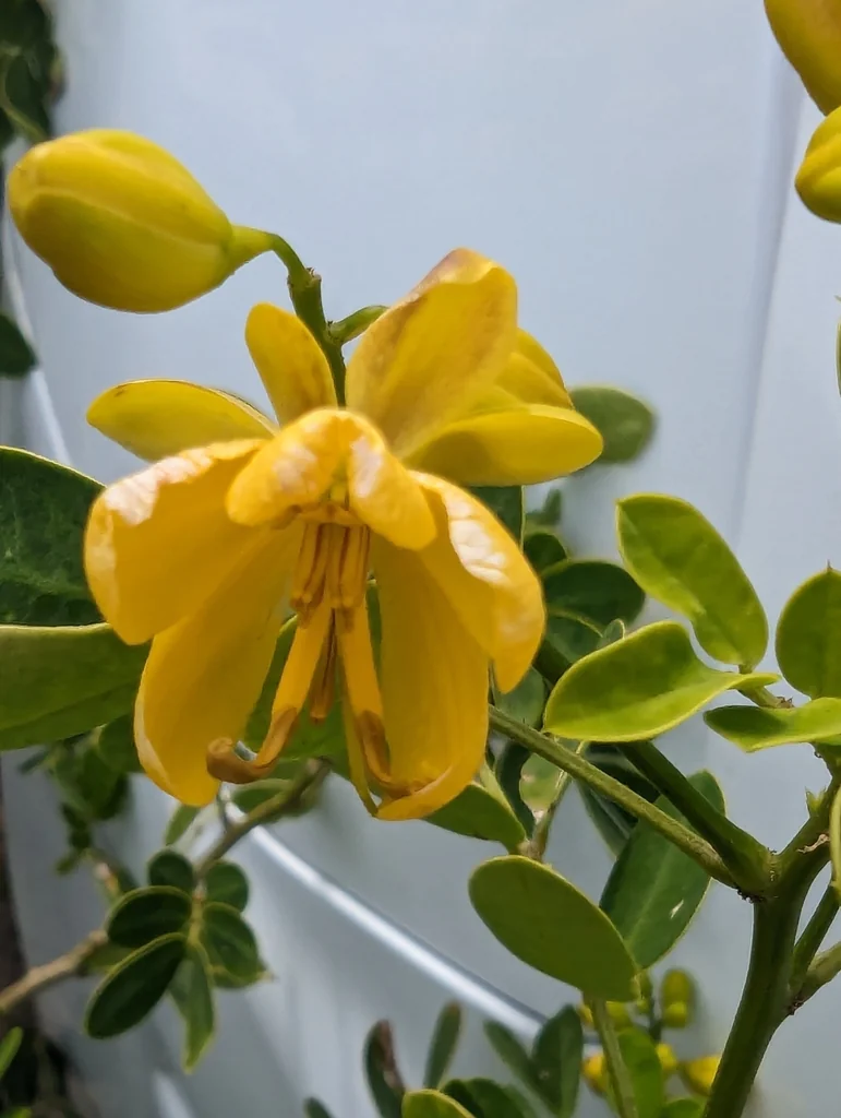Senna Bicapsularis
