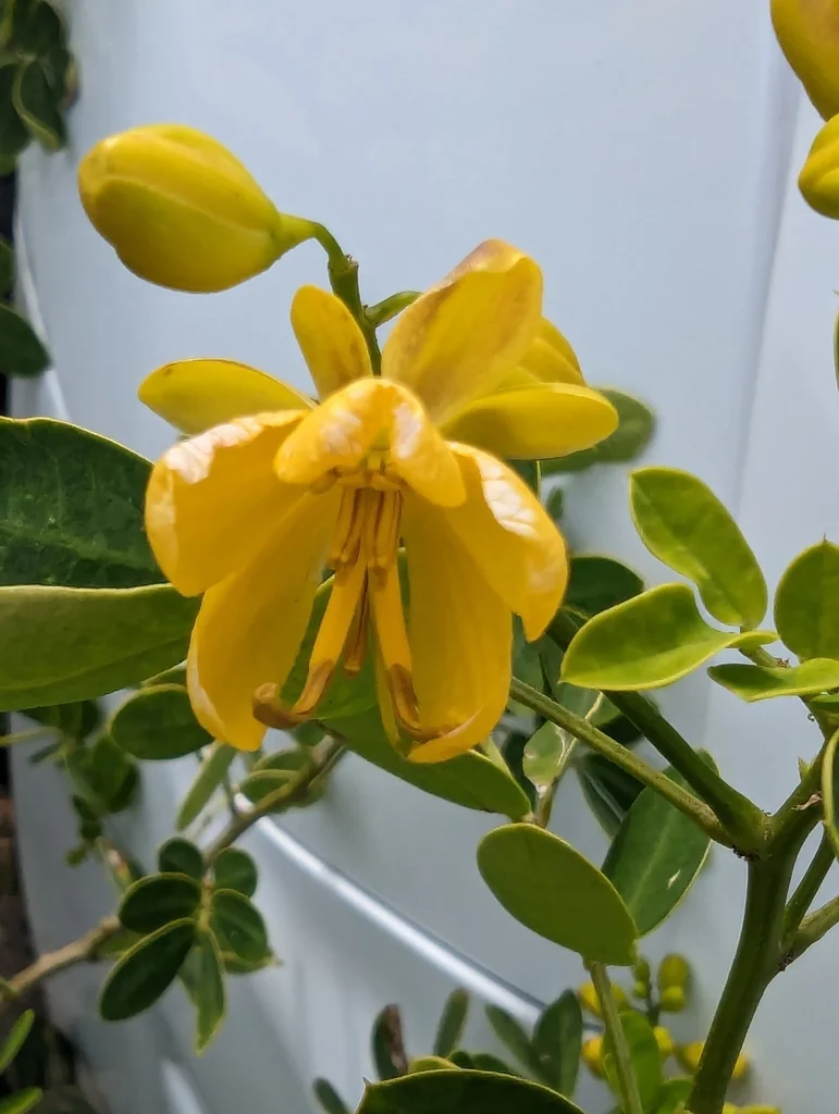 Senna Bicapsularis