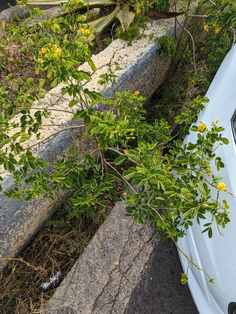 Senna Bicapsularis