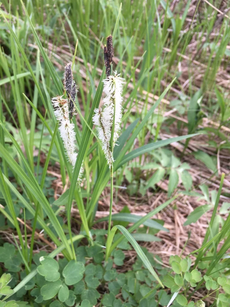 Carex Stricta