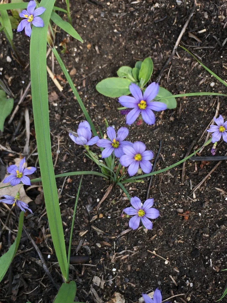 Sisyrinchium Campestre