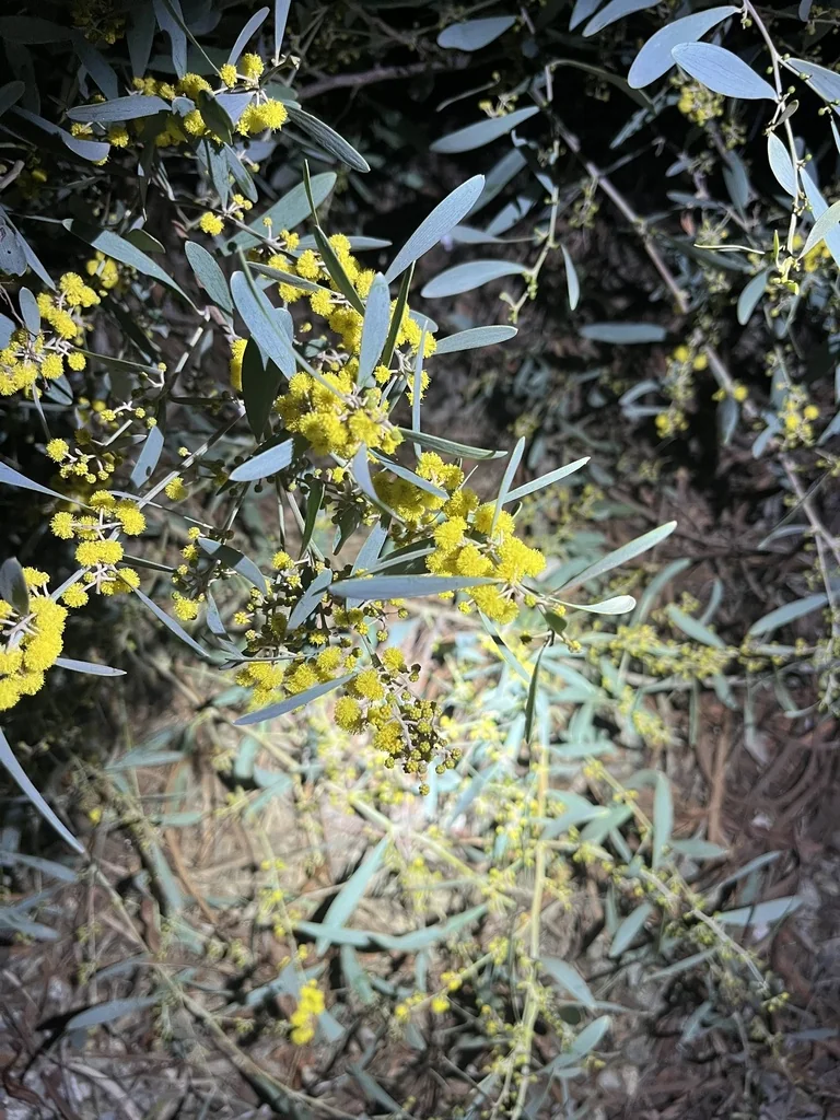 Acacia Redolens