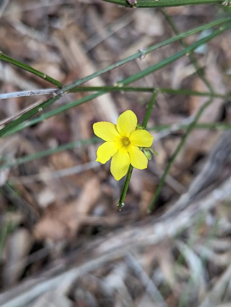 Jasminum Nudiflorum