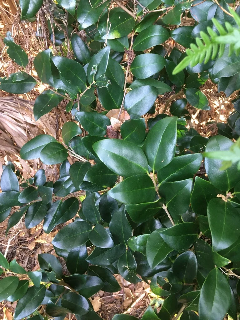 Ligustrum Japonicum