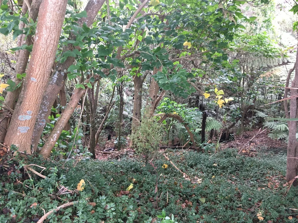 Erythrina X Sykesii