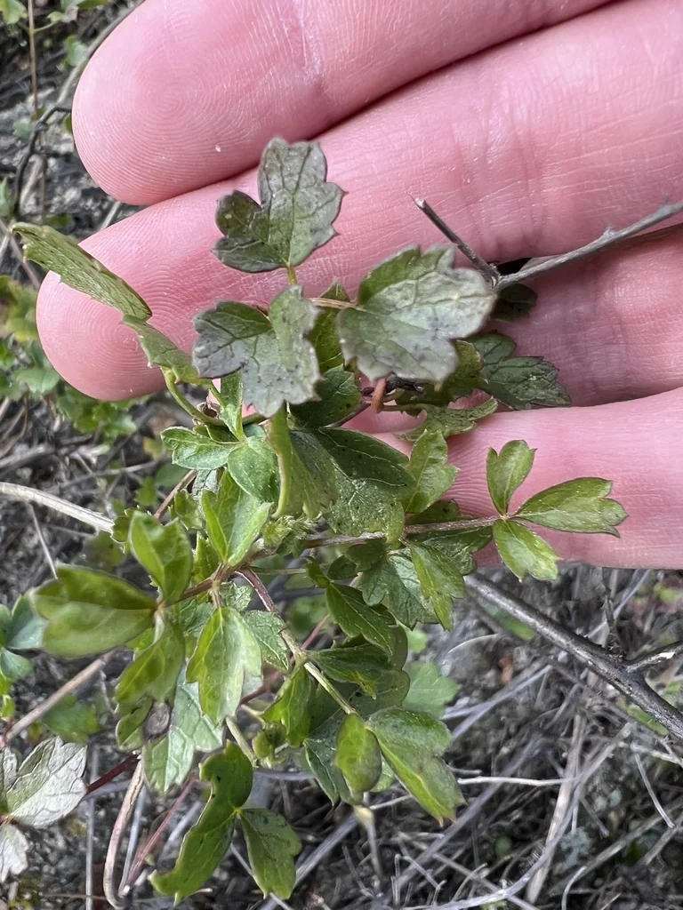 Clematis Pauciflora