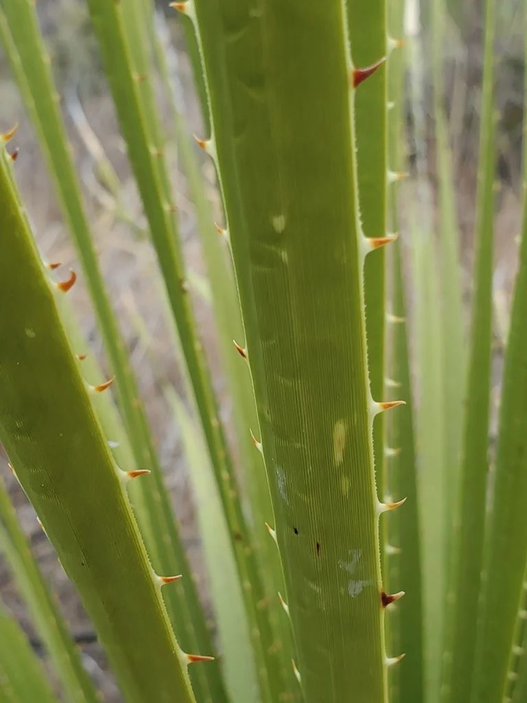 Dasylirion Leiophyllum