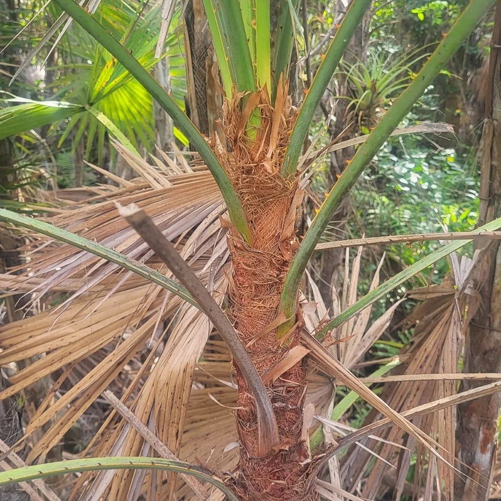 Acoelorrhaphe wrightii