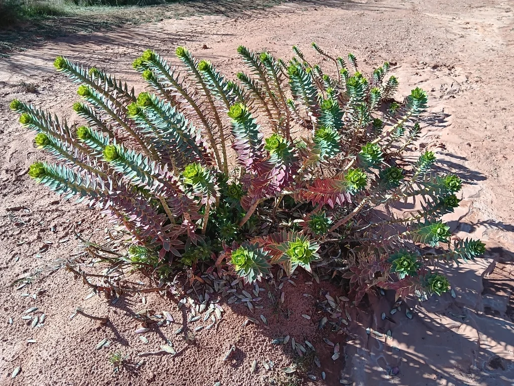 Euphorbia Rigida