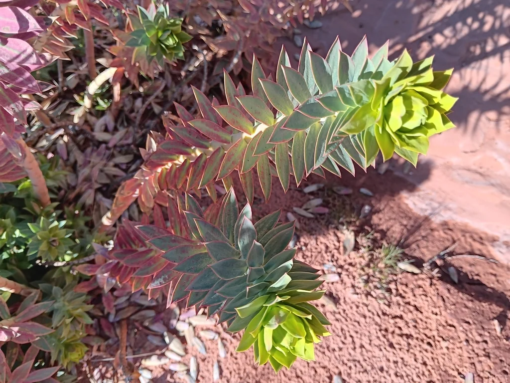 Euphorbia Rigida