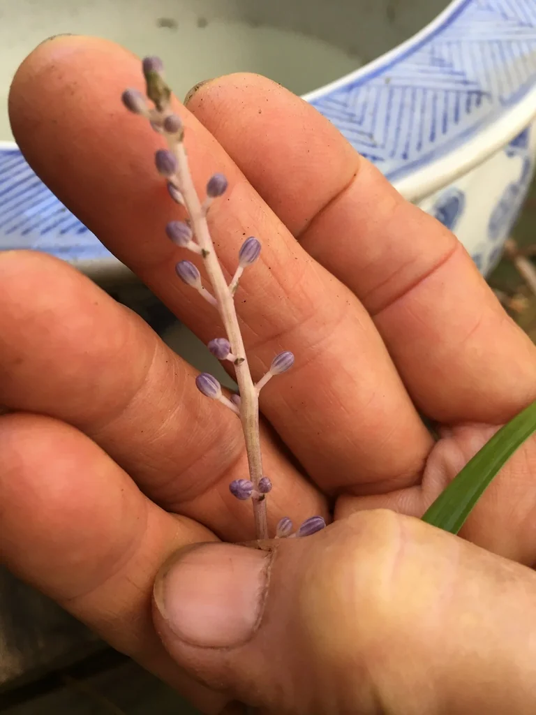 Liriope Muscari