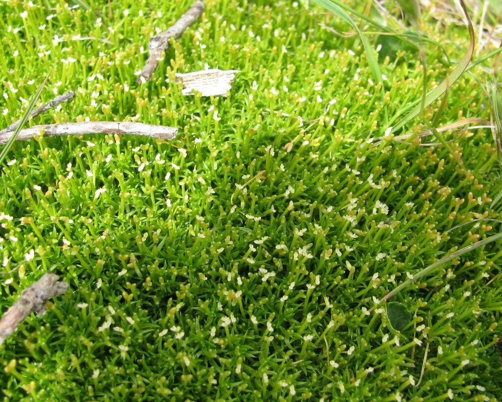 Scleranthus Biflorus