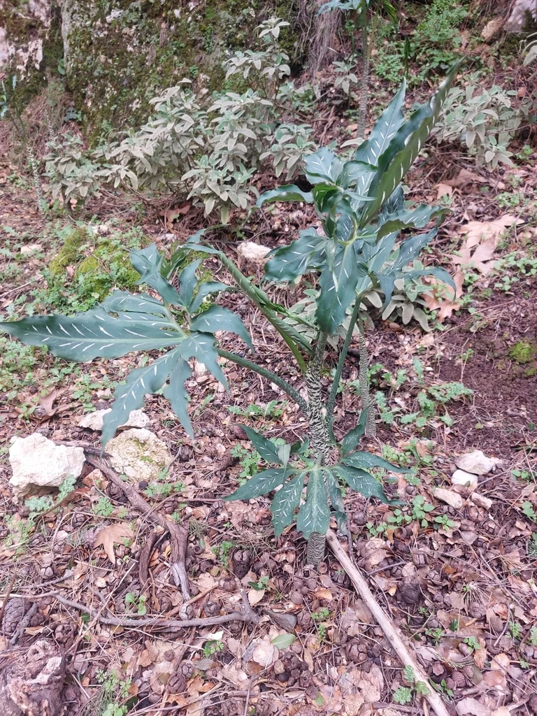 Dracunculus Vulgaris