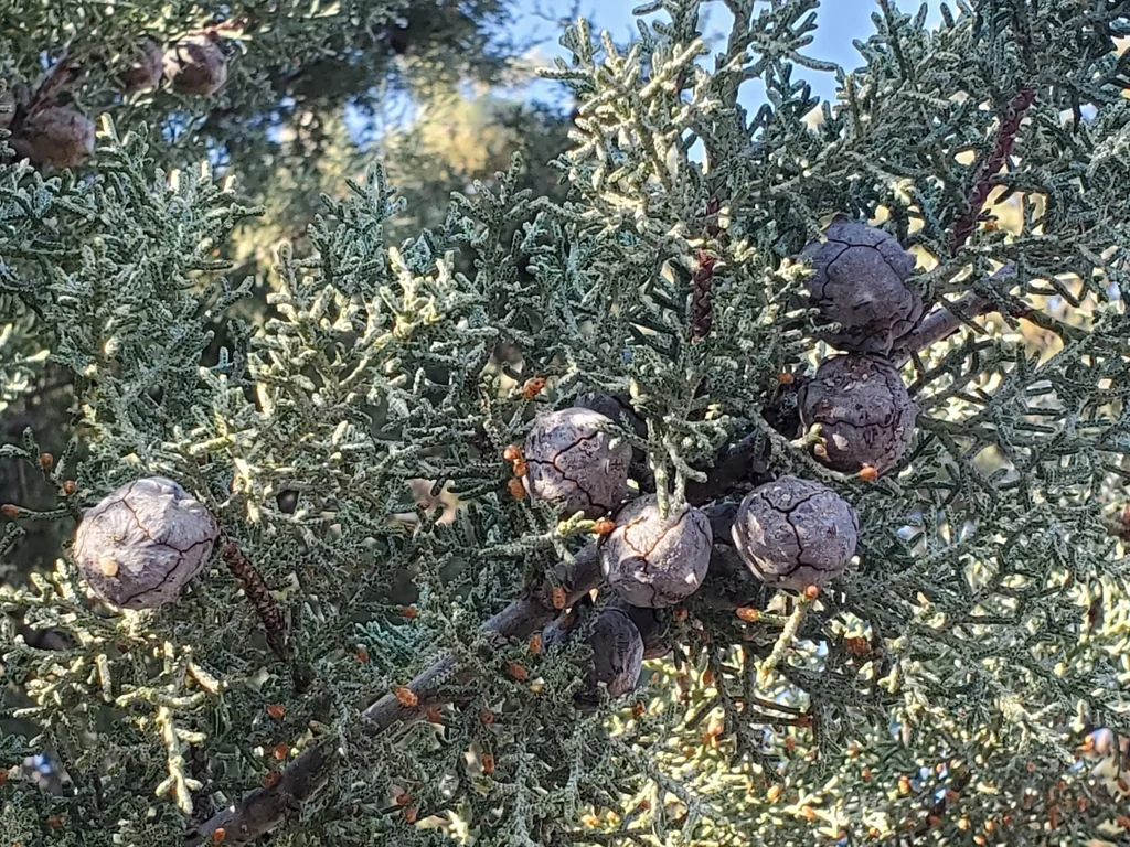 Cupressus Arizonica