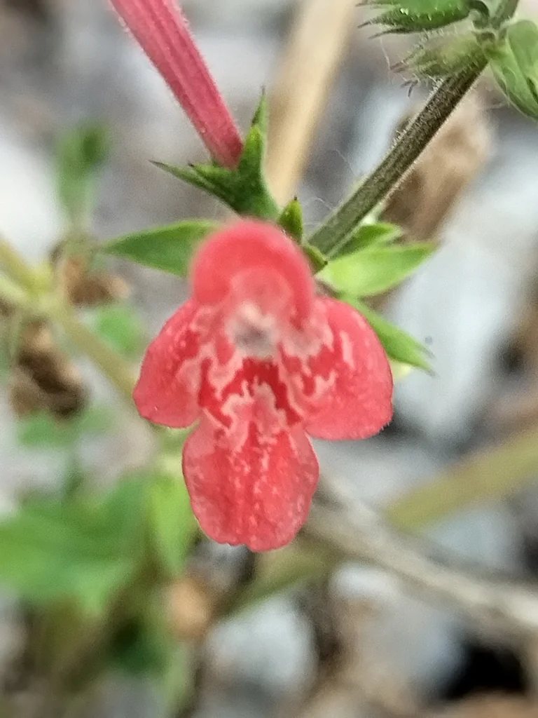 Stachys Coccinea