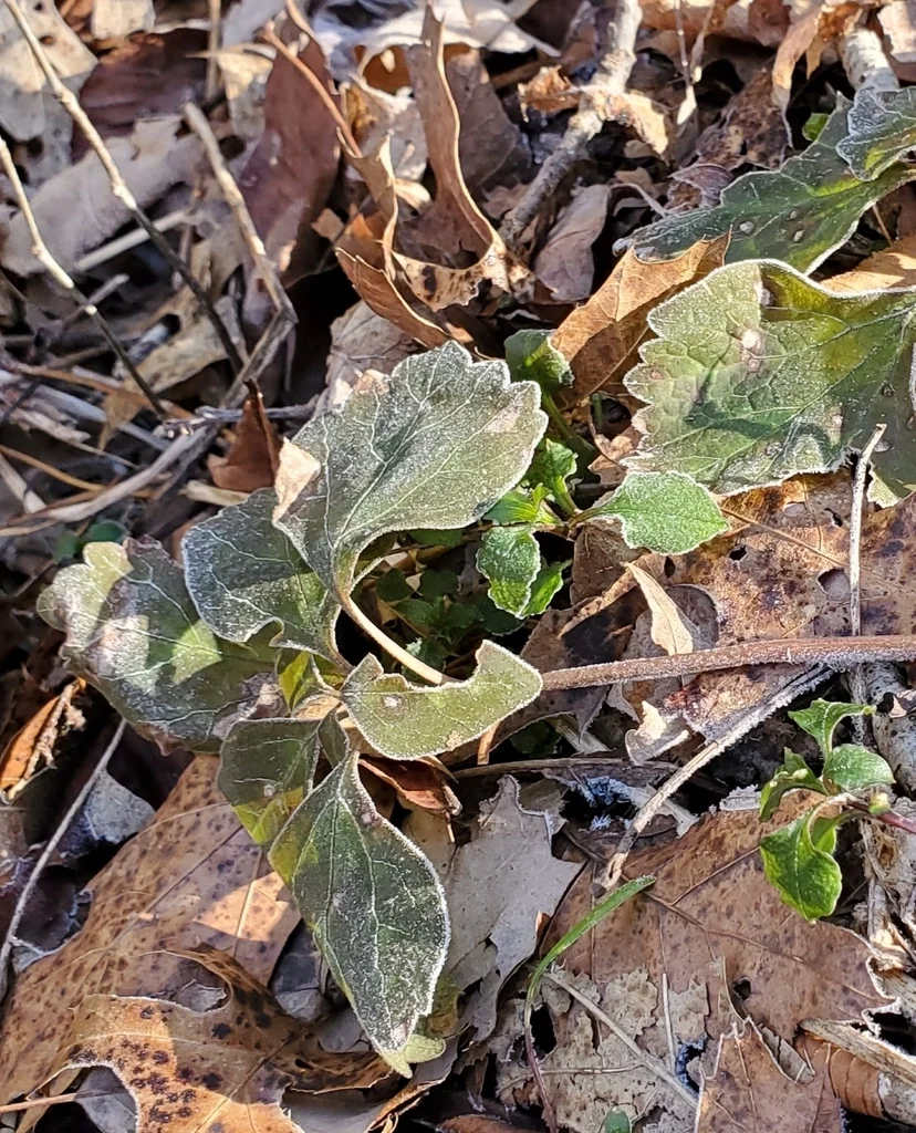 Pachysandra Procumbens