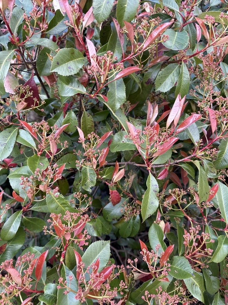 Photinia X Fraseri