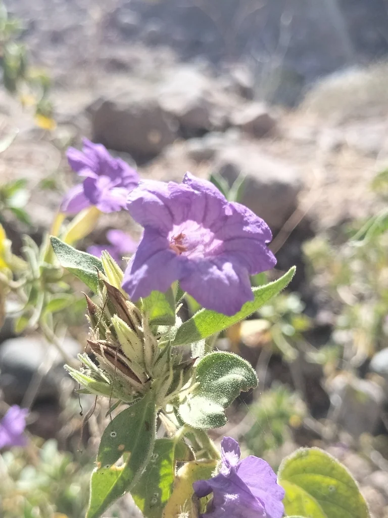 Ruellia Californica