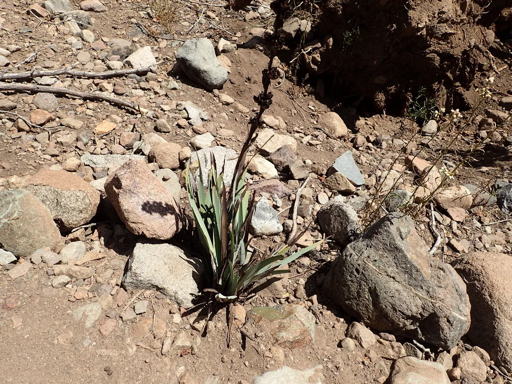 Sisyrinchium Striatum