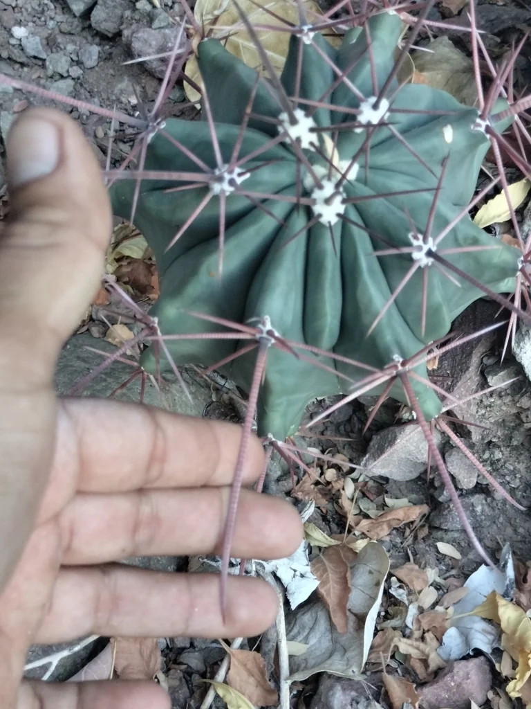Ferocactus Emoryi Ssp. Rectispinus