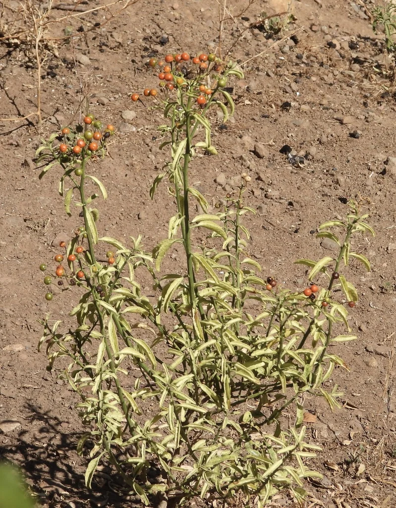 Solanum Crispum